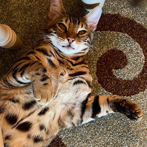 Meet your Posher, Bella